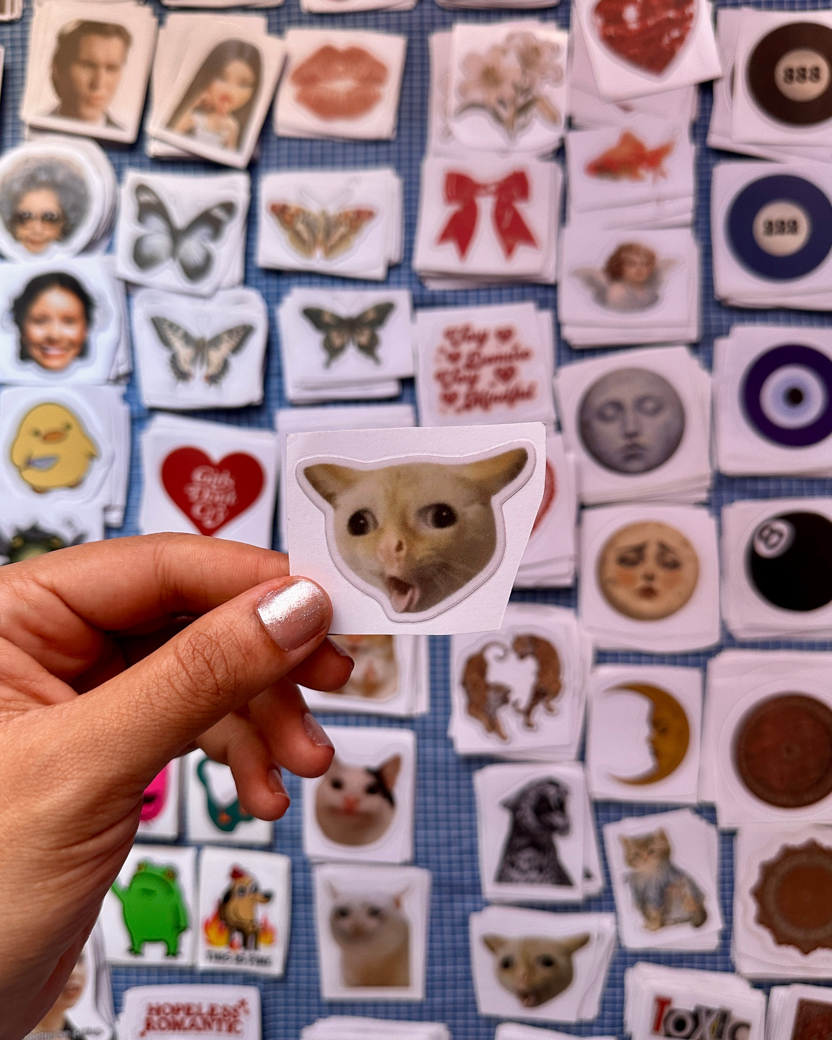 meme cat